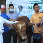 Sapi Qurban, Bagi-bagi, Mojokerto
