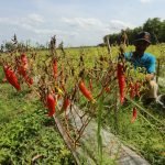 Blitar, Petani Cabai,