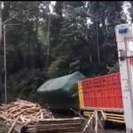 Truk Muat Kayu, Terguling, Jember