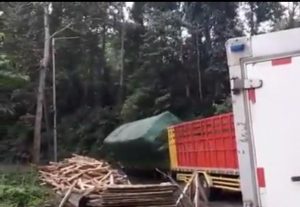 Truk Muat Kayu Terguling di Jalan Menikung Arah Gumitir, Jember