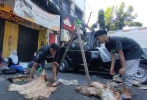 Idul Adha, Pengepul Kulit Sapi dan Kambing di Surabaya Kebanjiran Rejeki