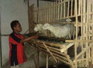 Digasak Maling, Empat Ekor Kambing Milik Warga Situbondo Amblas