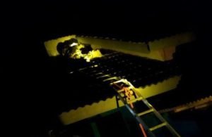 Bikin Resah, Sarang Tawon di Blitar Dievakuasi Petugas Damkar