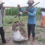 Bawang Merah, Ngawi, Cuan,