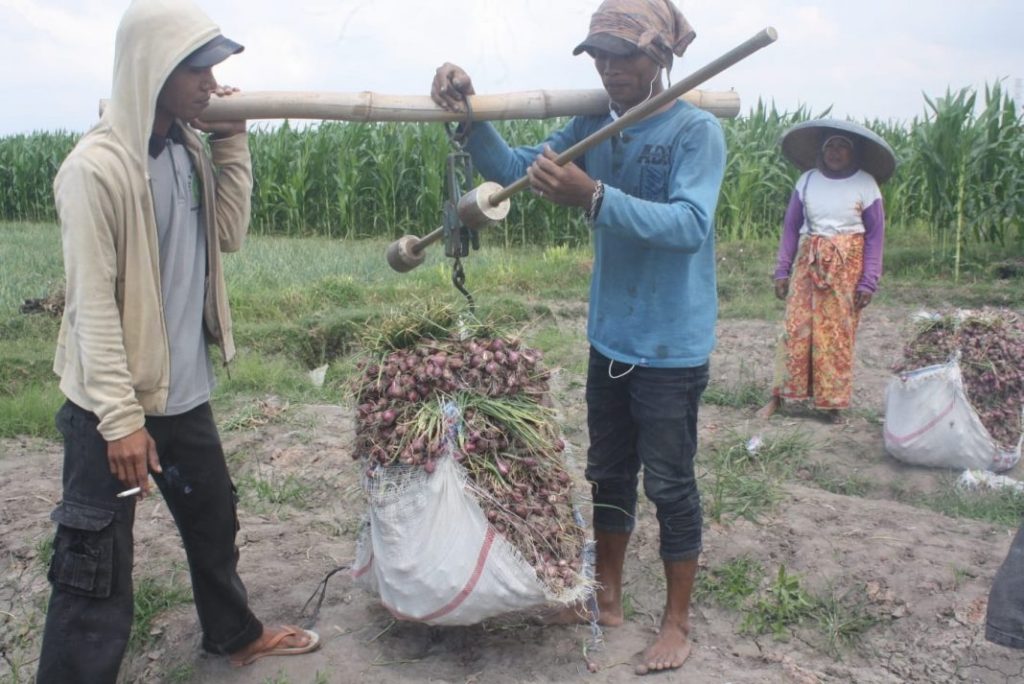 Bawang Merah, Ngawi, Cuan,