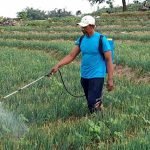 Bawang merah, Magetan,