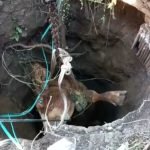 Sapi, Sumur, Mojokerto,