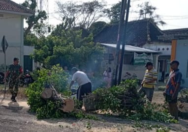 Pohon tumbang,