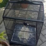 Murai batu, Burung Murai Batu,