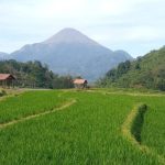 Lahan Sawah Dilindungi, Mojokerto,