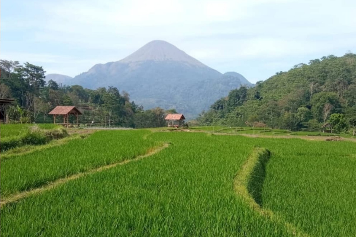 Lahan Sawah Dilindungi, Mojokerto,