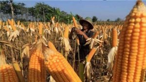 Jagung, Mojokerto,