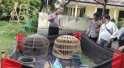 Sabung Ayam, Situbondo,