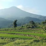 Lahan Sawah Dilindungi