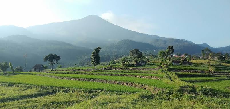 Lahan Sawah Dilindungi