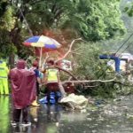 Pohon tumbang, pemotor, tewas