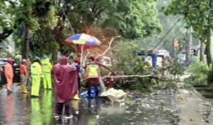 Pohon Tumbang Tewaskan Pengendara Motor di Kota Malang