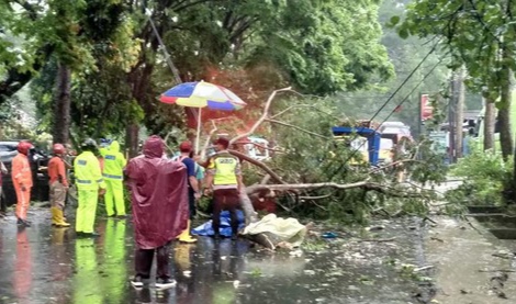 Pohon tumbang, pemotor, tewas