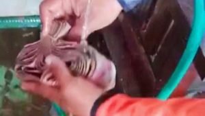 Banjir Banyuwangi, Segepok Uang Ikut Hanyut Segini Jumlahnya