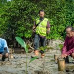 Mangrove, Harita,