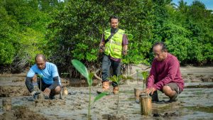 Konsistensi HARITA Nickel Dalam Rehabilitasi Mangrove di Halmahera Selatan