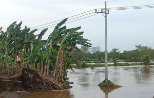 Gagal Panen! Puluhan Hektare Tambak di Pasuruan Terendam Banjir