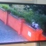 Video mesum, Pelajar Mesum, Kota Mojokerto