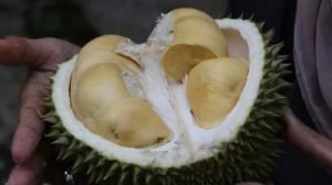 Simak Rek, 4 Tips Jitu Memilih Durian Anti Zonk