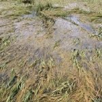 Sawah terendam banjir, Berita Ponorogo, Petani Ponorogo