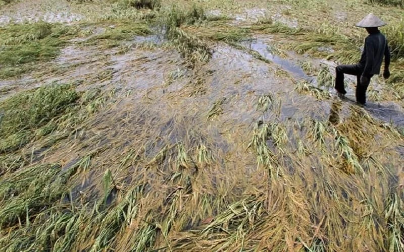 Sawah terendam banjir, Berita Ponorogo, Petani Ponorogo