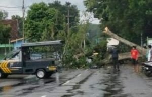 Bapak dan Anak Tertimpa Pohon Tumbang di Kediri, Satu Tewas