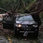 Mobil tertimpa pohon tumbang, Berita Trenggalek