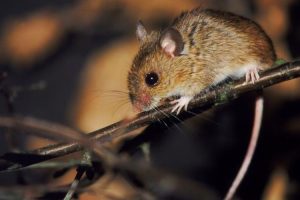 Leptospirosis, Penyakit kencing tikus