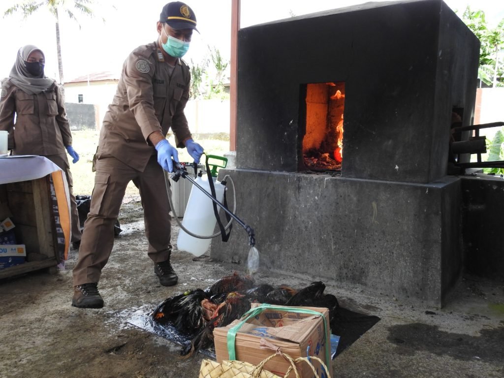 Karantina Pertanian Ternate Musnahkan 11 Unggas Rentan Flu Burung Dari Sulut