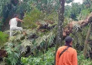 Ditimpa Pohon Tumbang, 4 Warung Semi Permanen di Mojokerto Rusak Berat