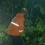 Angin kencang, Pohon tumbang, Berita Bojonegoro