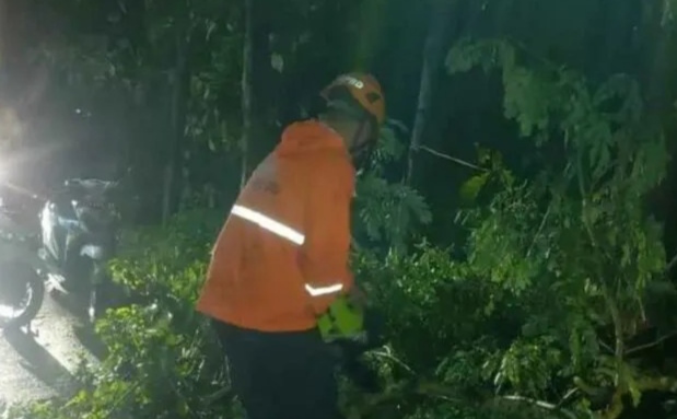 Angin kencang, Pohon tumbang, Berita Bojonegoro