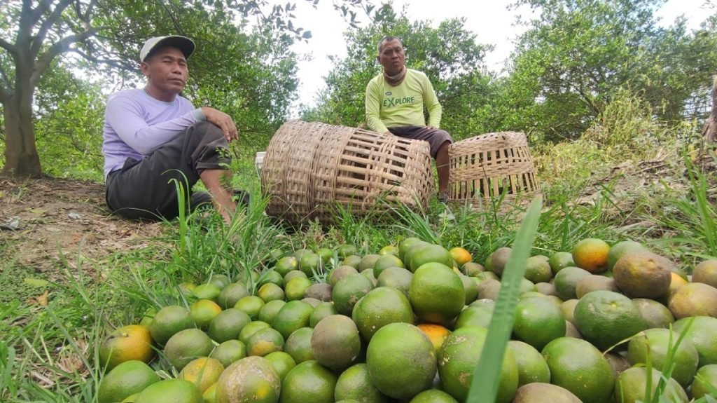 Tanaman Dipanen Maling, Para Petani Jeruk di Banyuwangi Rugi Puluhan Juta
