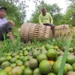 Dipanen maling, Petani jeruk, Berita Banyuwangi