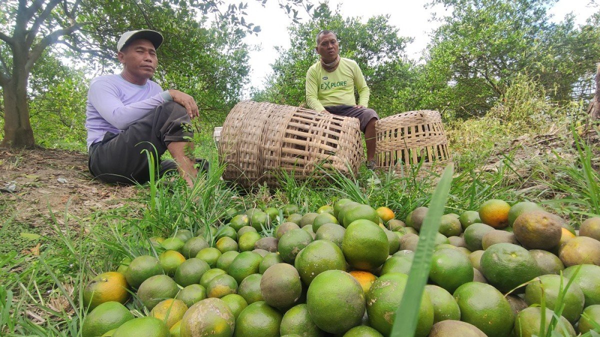 Dipanen maling, Petani jeruk, Berita Banyuwangi