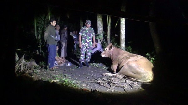 Menggenaskan! Maling Sapi di Lumajang Tewas Dimassa, Leher Dibacok, Motor Dibakar