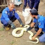 Ular piton, kandang ayam, Mojokerto