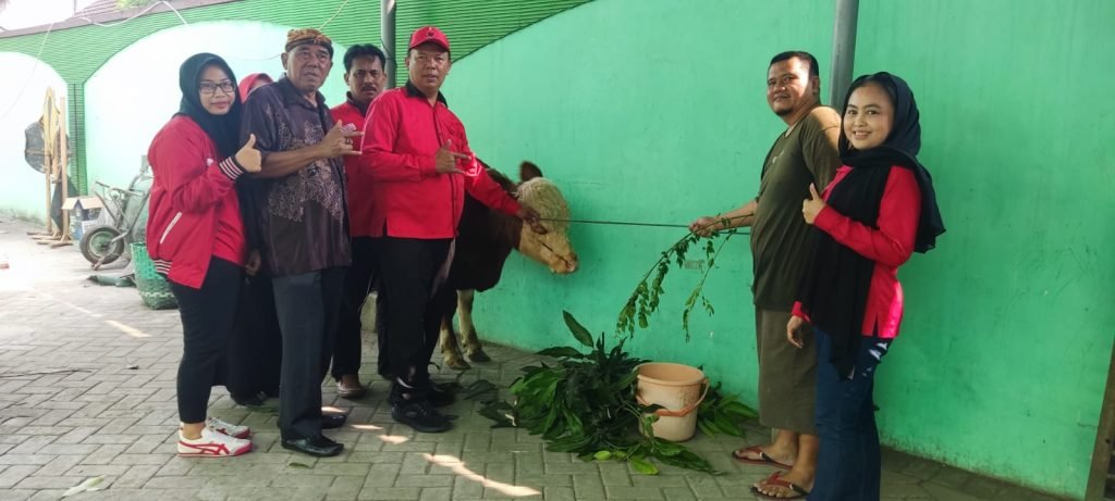 Teladani Nabi Ibrahim, DPC PDI Perjuangan Kota Mojokerto Serahkan Sapi Kurban Untuk Masyarakat