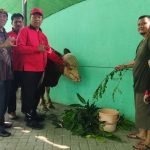 Teladani Nabi Ibrahim, DPC PDI Perjuangan Kota Mojokerto Serahkan Sapi Kurban Untuk Masyarakat