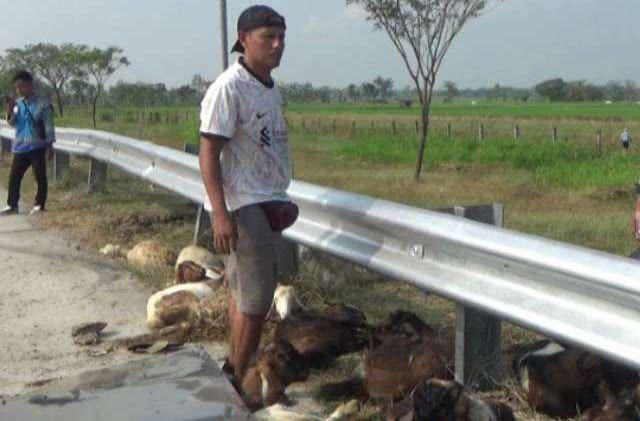 Pikap terguling, Tol Ngawi, Kambing kurban