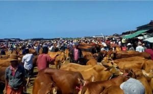 Jelang Idul Adha, Harga Sapi di Sampang Melambung Tinggi
