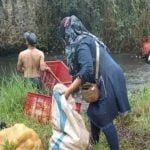 Pikap muat buah, Terjun ke jurang