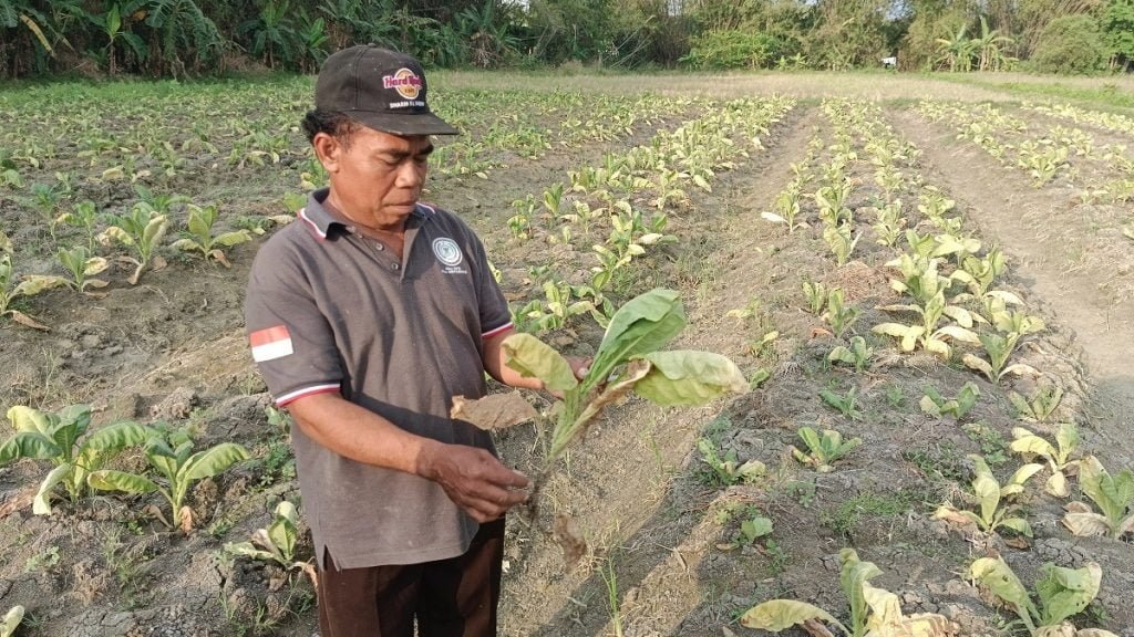 Cuaca Tak Menentu Bikin Petani Tembakau Bojonegoro Terancam Gagal Panen