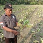 Cuaca tak menentu, Berita Bojonegoro, Gagal panen