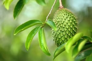 5 Manfaat Daun Sirsak Untuk Kesehatan, Apa Saja?